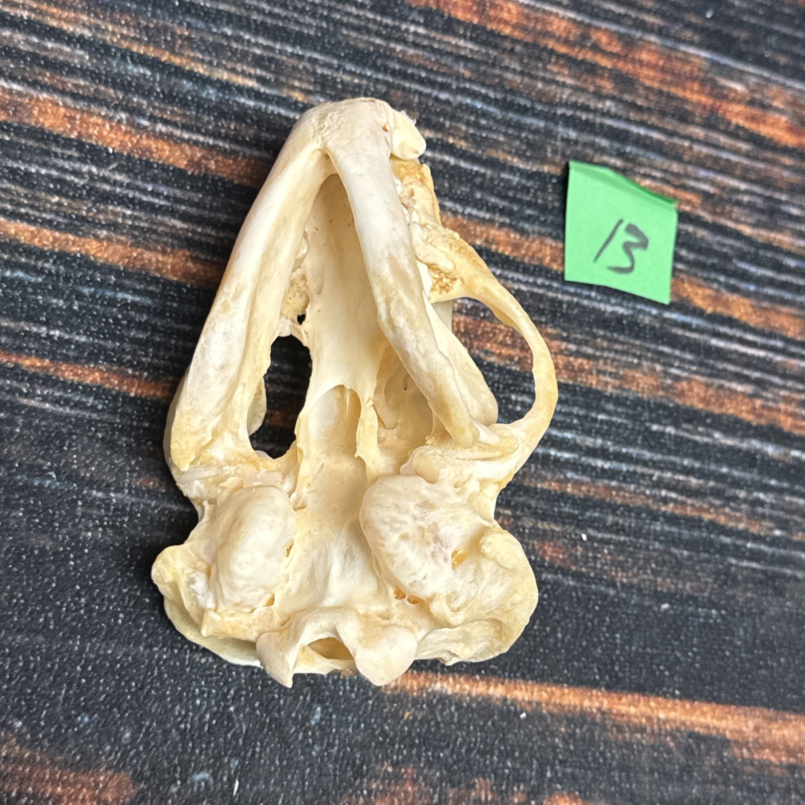 Real XL Badger Skull Unique Gift Halloween Craft Animal Mount Art Model Head Odd