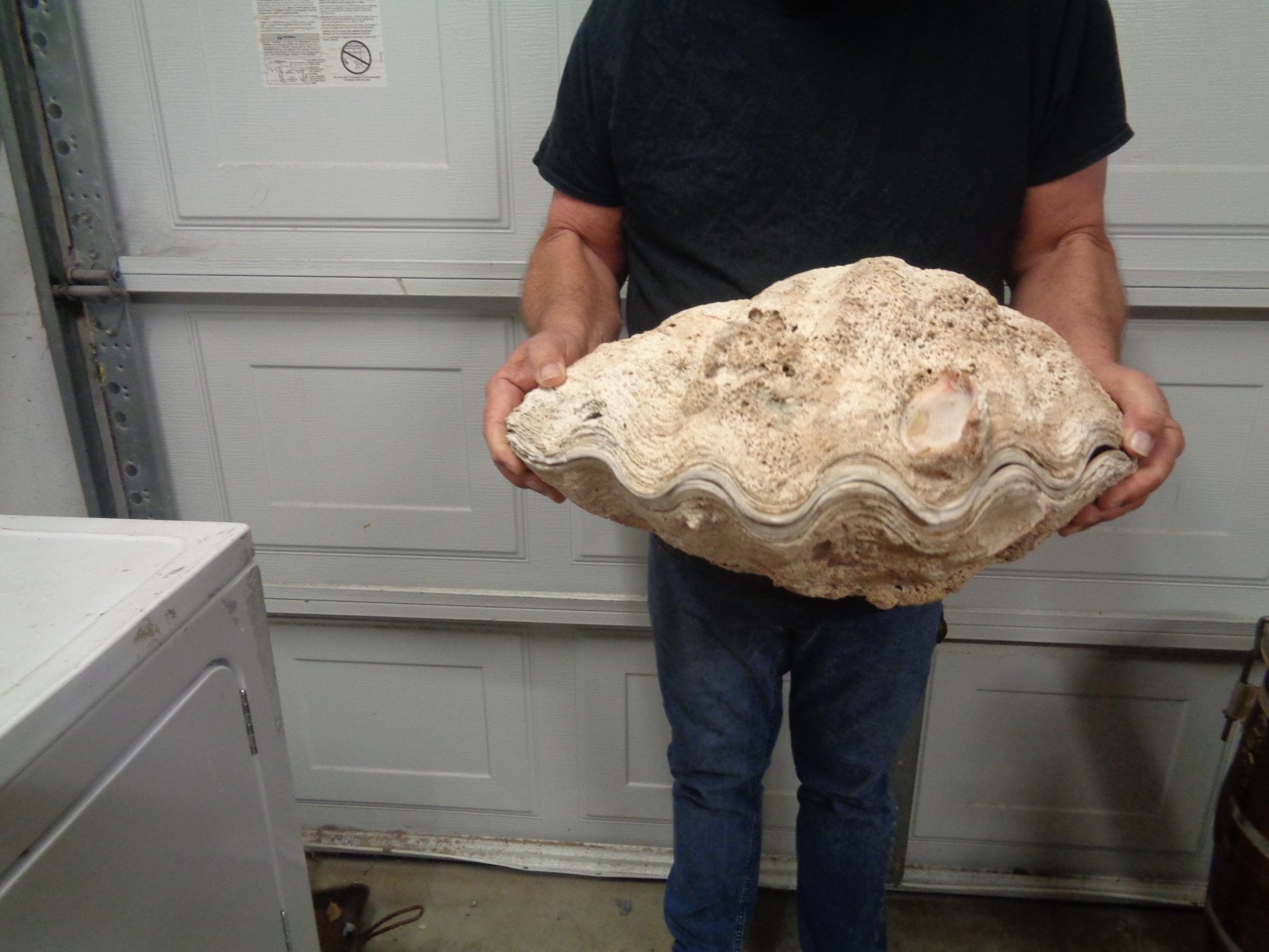 Tridacna Gigas Clam Shell Set Beautiful Matching Pair Giant Old Nautical Shells