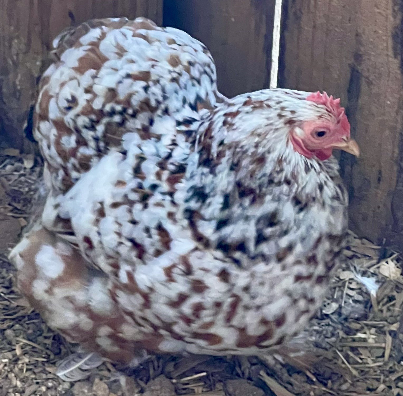 Dozen Mille Fleur Bantam Cochin Eggs
