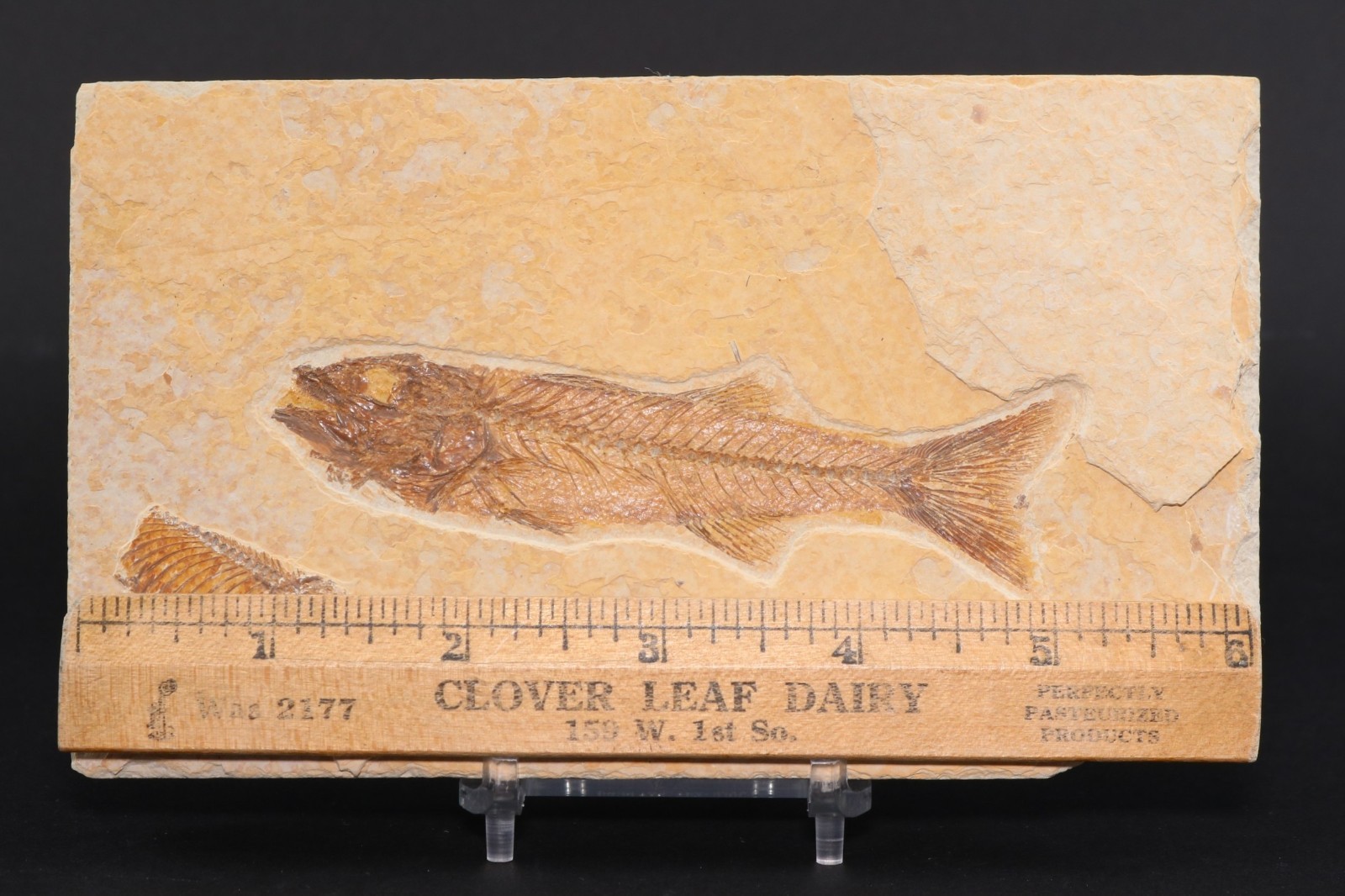 Superb 4" Mioplosus Fossil Fish Fossil Lake Green River Fm Wyoming COA 11897