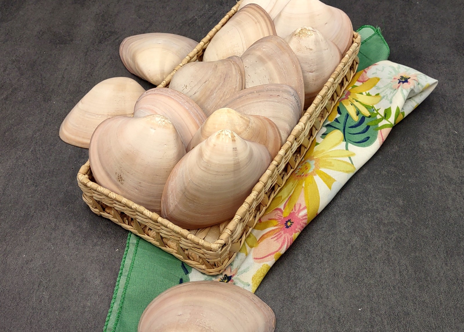 Mocha Clam Seashells Megapitaria Squalida (3 shells approx. 3+ inches)