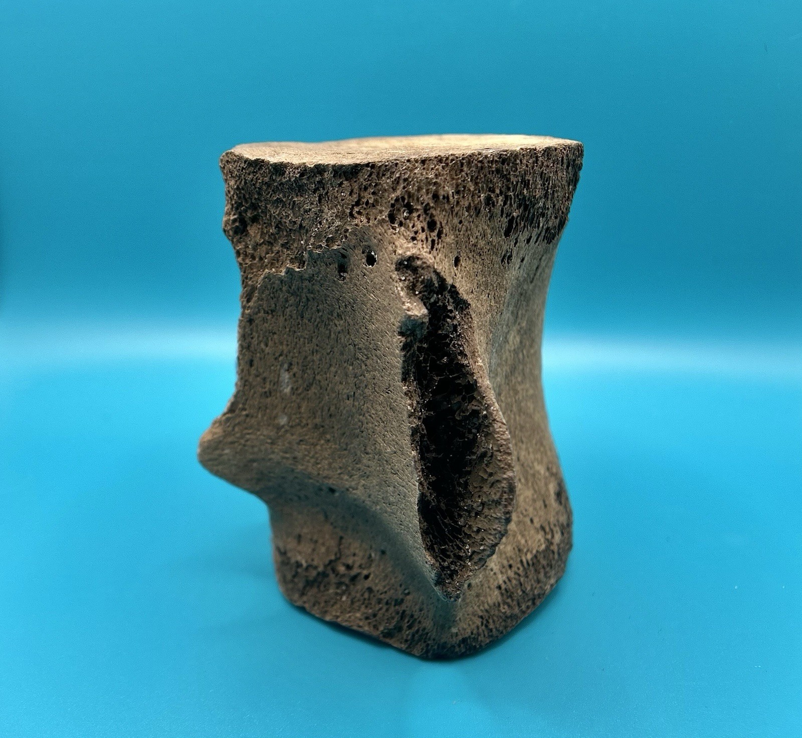 Fossil Cetacean Vertebra – Whale or Dolphin – Peace River, Florida