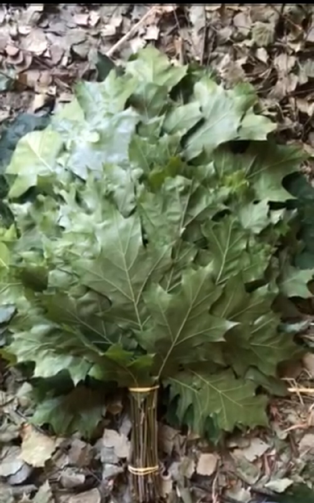 18st Oak canadian brooms+herbs sauna banya venik whisks Eiche 2025 Ukraine free