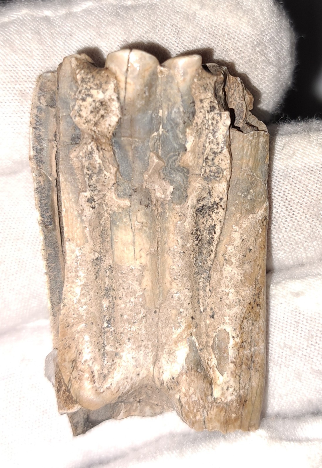 EOCENE FOSSIL HORSE [EQUUS] TOOTH FRAGMENTS FROM ARCADIA, FLORIDA – SPECIMENS #5