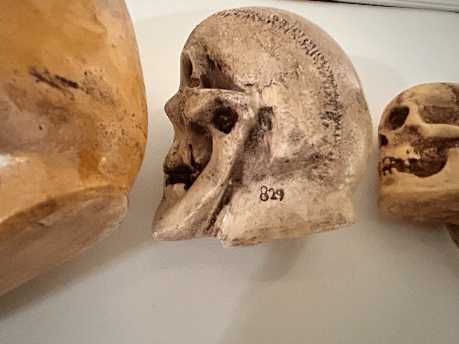 4 EA. RANDOTTI ORIGINALS LARGE, MEDIUM, PIXIE,& FLAT BACK PIXIE SKULLS ALL GLOW