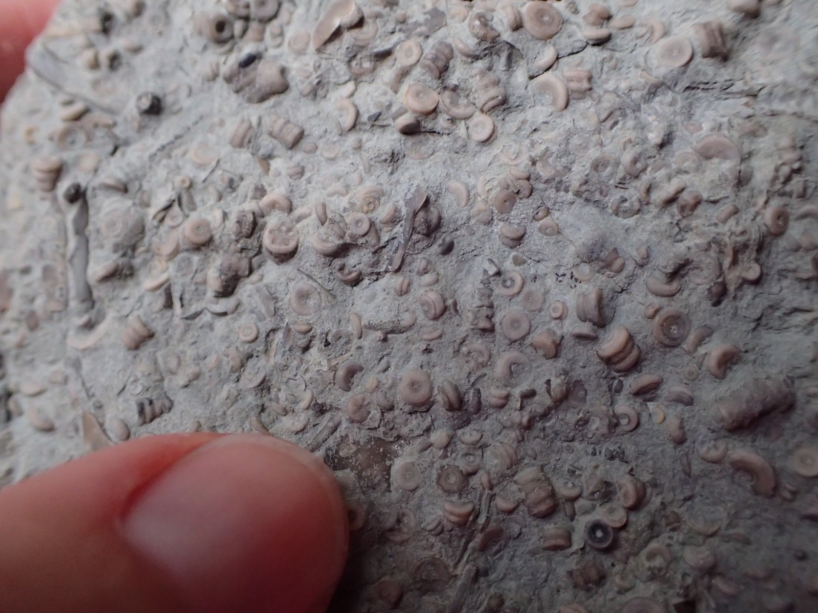 Crinoid Fossil Hash Plate KY Gift Specimen Collection Specimen Curio Display HP4