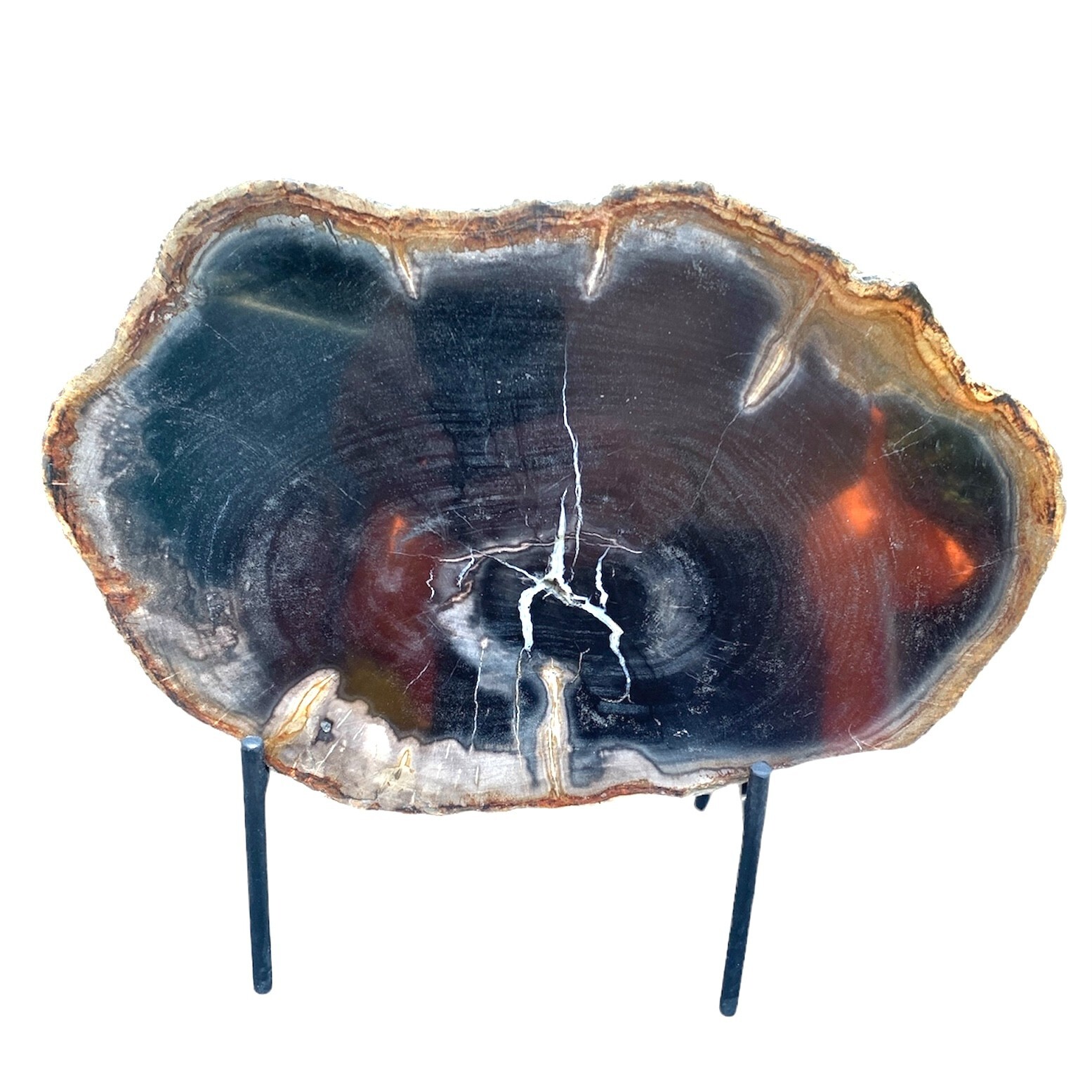 Very Beautiful Slice Of Petrified Wood On Its Stand
