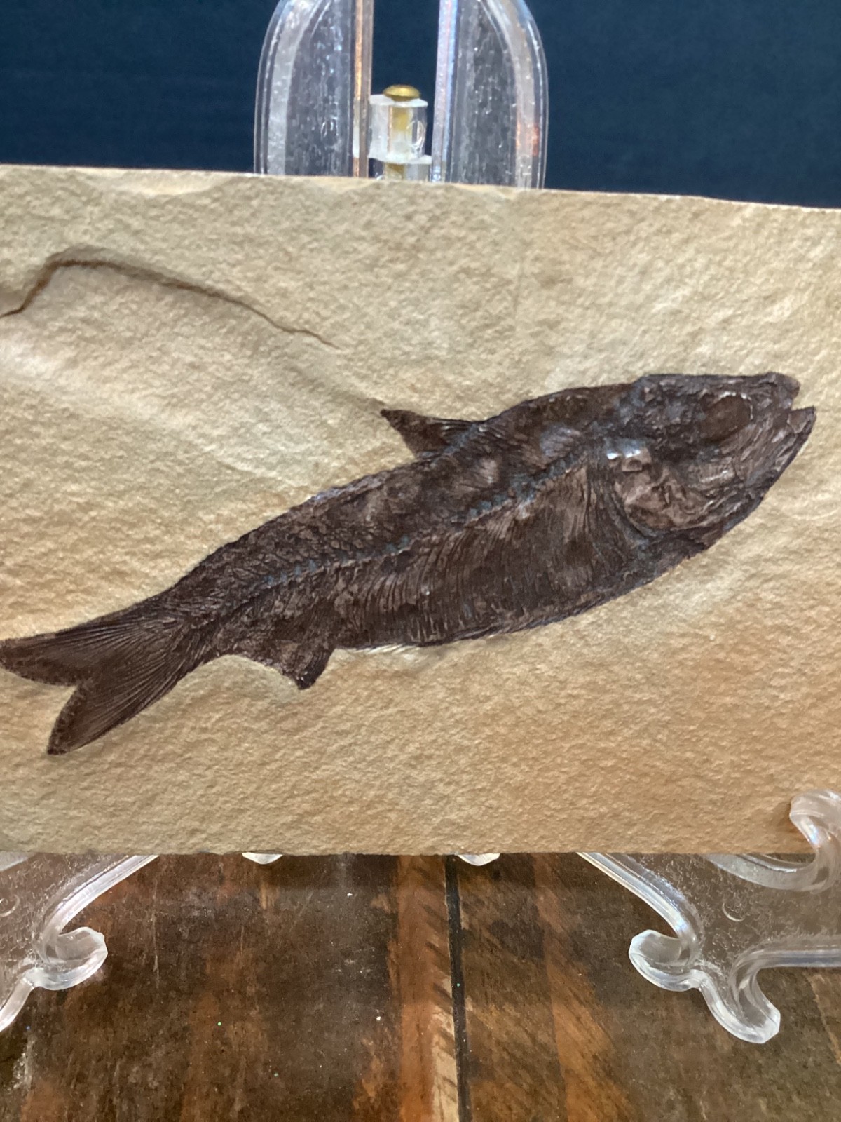 Knightia eocaena Fish Fossil Lake Green River Formation 4 3/4”x 3”