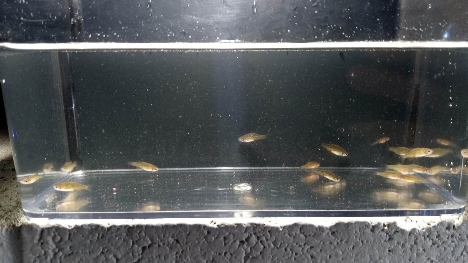 (6) Celestial Pearl Danio-Galaxy Rasbora-HIGH QUALITY- Pennsylvania bred