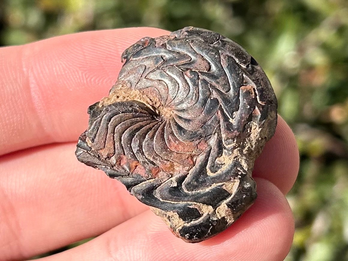 Discoclymenia cucullata Fossil Goniatite Morocco Ammonite Devonian Age
