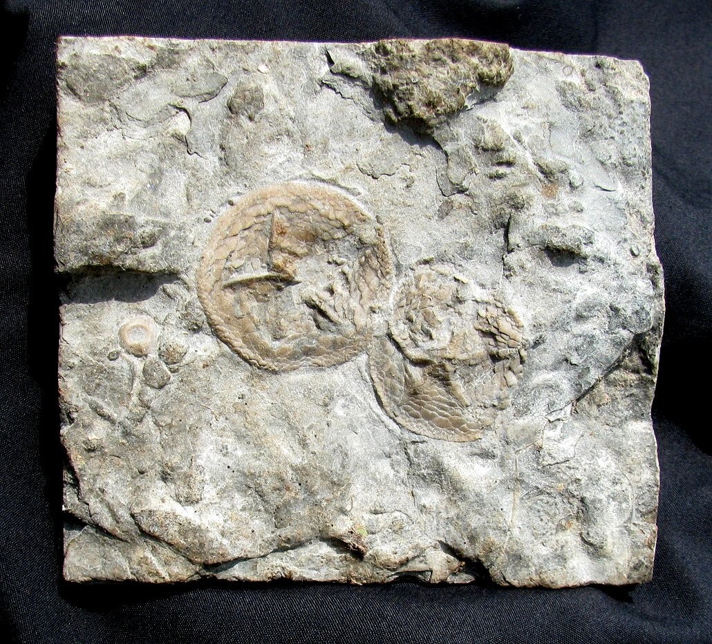 VERY NICE DOUBLE ISOROPHUSELLA EDRIOASTEROID PLATE FROM ONTARIO, CANADA - COOL!