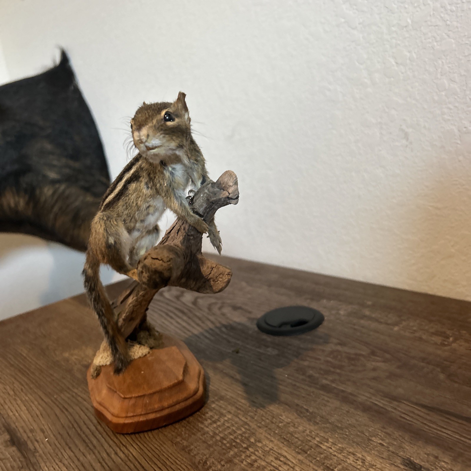 Chipmunk On Base ~ Taxidermy