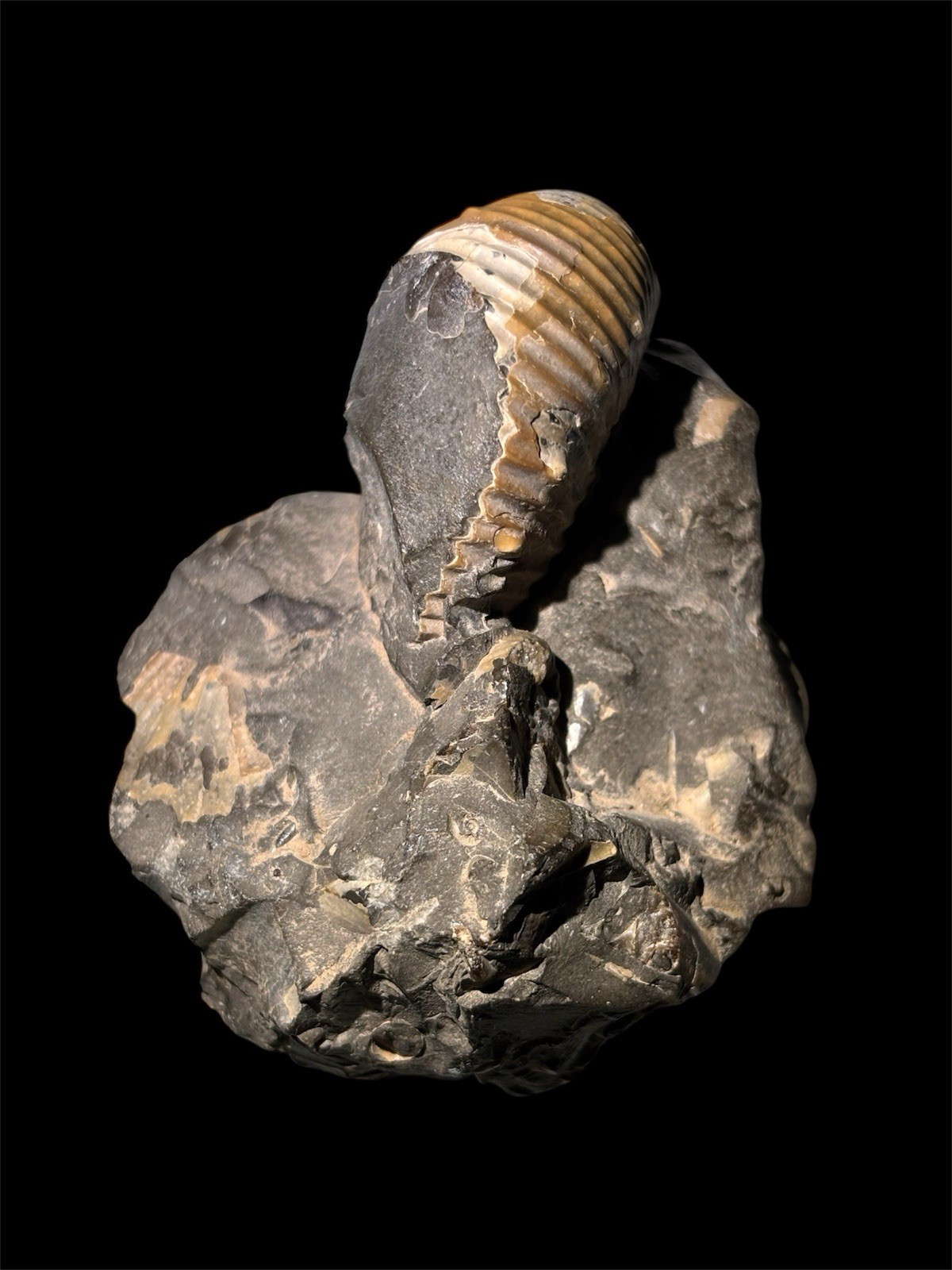 Ammonite Fossil Bundle Lot of 5 Specimens