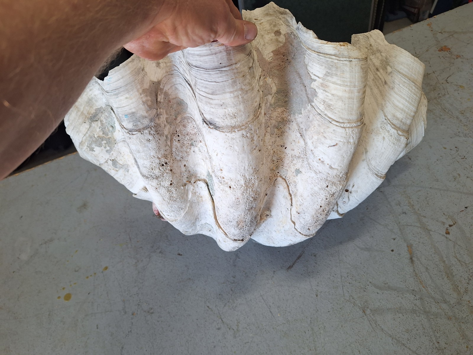 Giant Natural Clam Shell 23 Lbs 19-1/2” Wide Authentic Shell