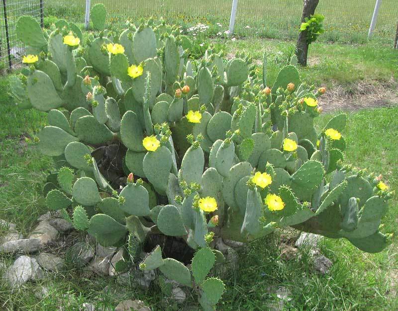 SPINELESS PRICKLY PEAR Cactus Plant - HARDY! NOPALES CACANAPA - 1 or MANY Pads!