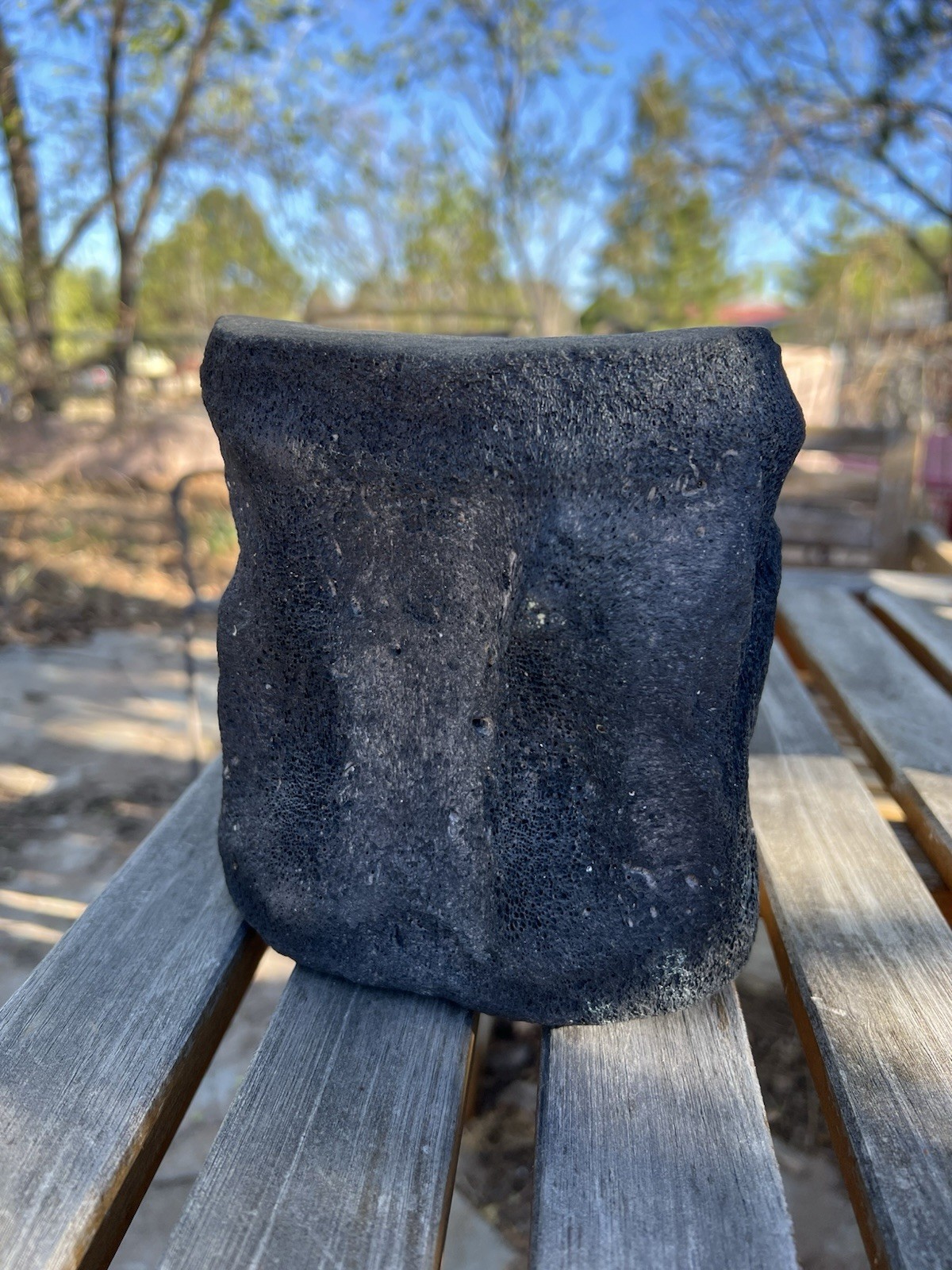 South Florida Whale Vertebrae Fossil