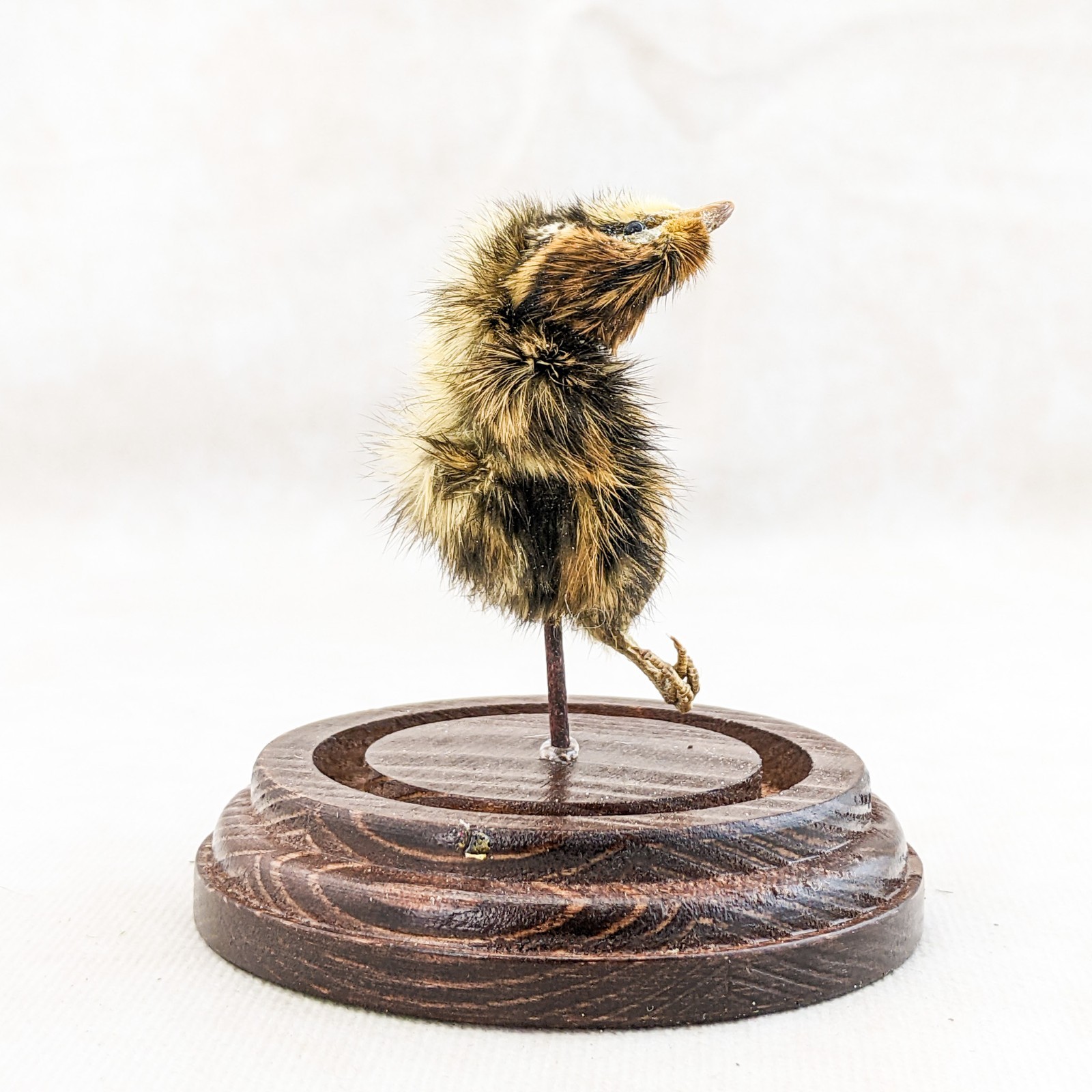 Dancing Quail Chick showcased in Glass Dome Display Taxidermy curiosity decor
