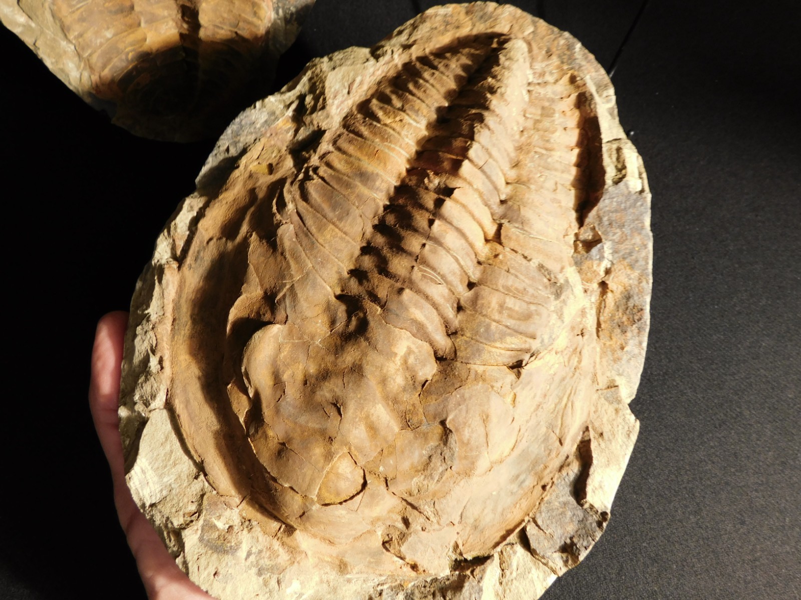 HUGE! 530 Million Year OLD! Andalusiana Trilobite Fossil Anif Morocco 3242gr