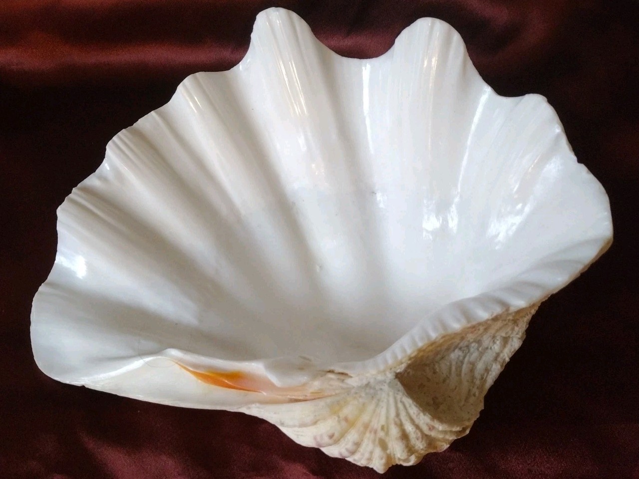 Vtg REAL 1980's Natural Sea Clam Shell Display Decor Crafting Collector 3lbs+