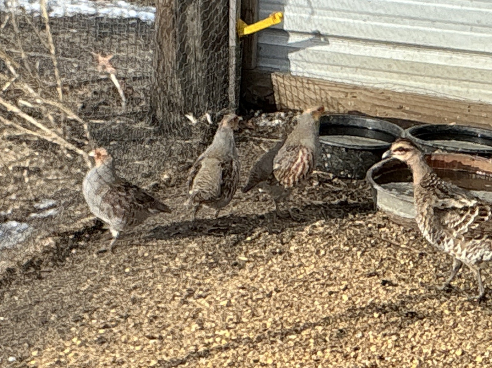 PRESALE Hungarian Partridge Hatching Eggs Qty 16+2 Shipping Late April /May