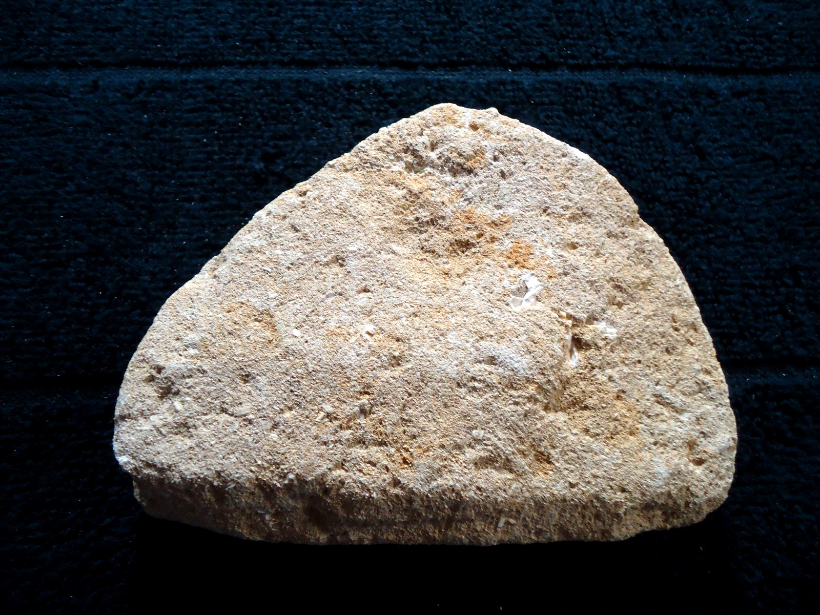 Ancient Prehistoric Shell Bone Tooth Fang Fossil In Sandstone Coast North Africa