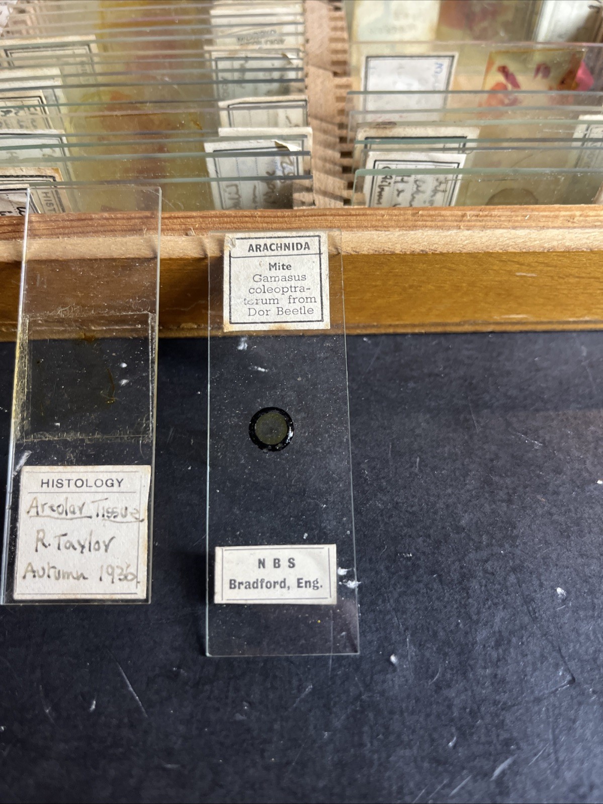 Antique 1936 University of Edinburgh Histology Microscope Slide Set Case 83