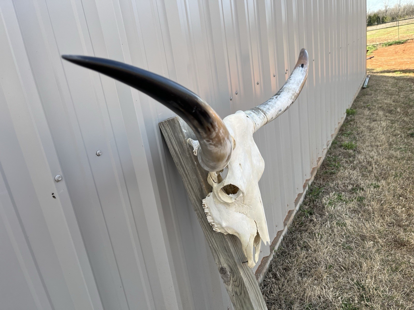Longhorn STEER SKULL 4 Feet 8 1/2 Inch WIDE Horns BULL HORN MOUNTED COW HEAD
