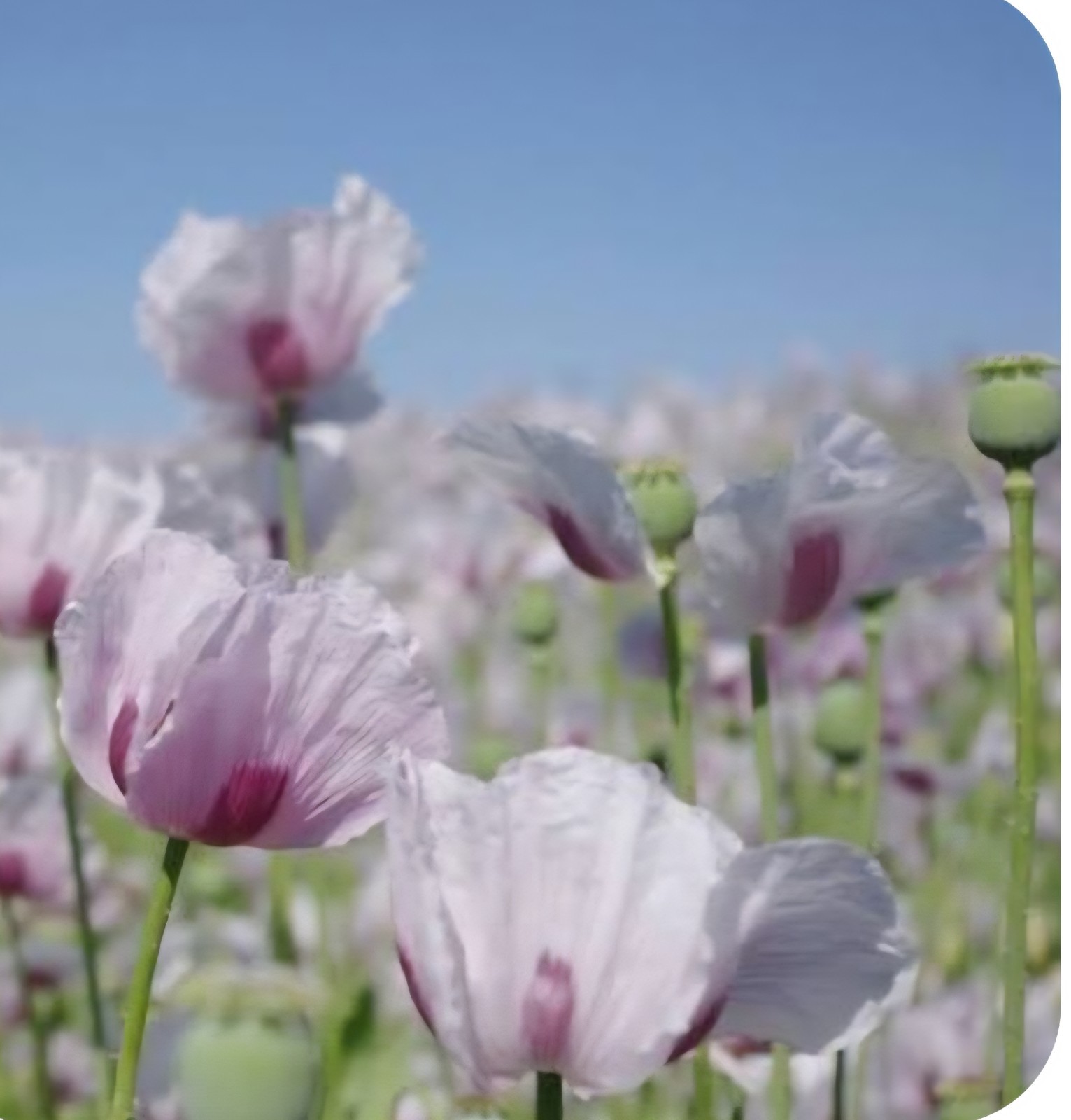 Uk Pharma poppy seeds (P Somniferum) 1.5 gm 5000+ seeds