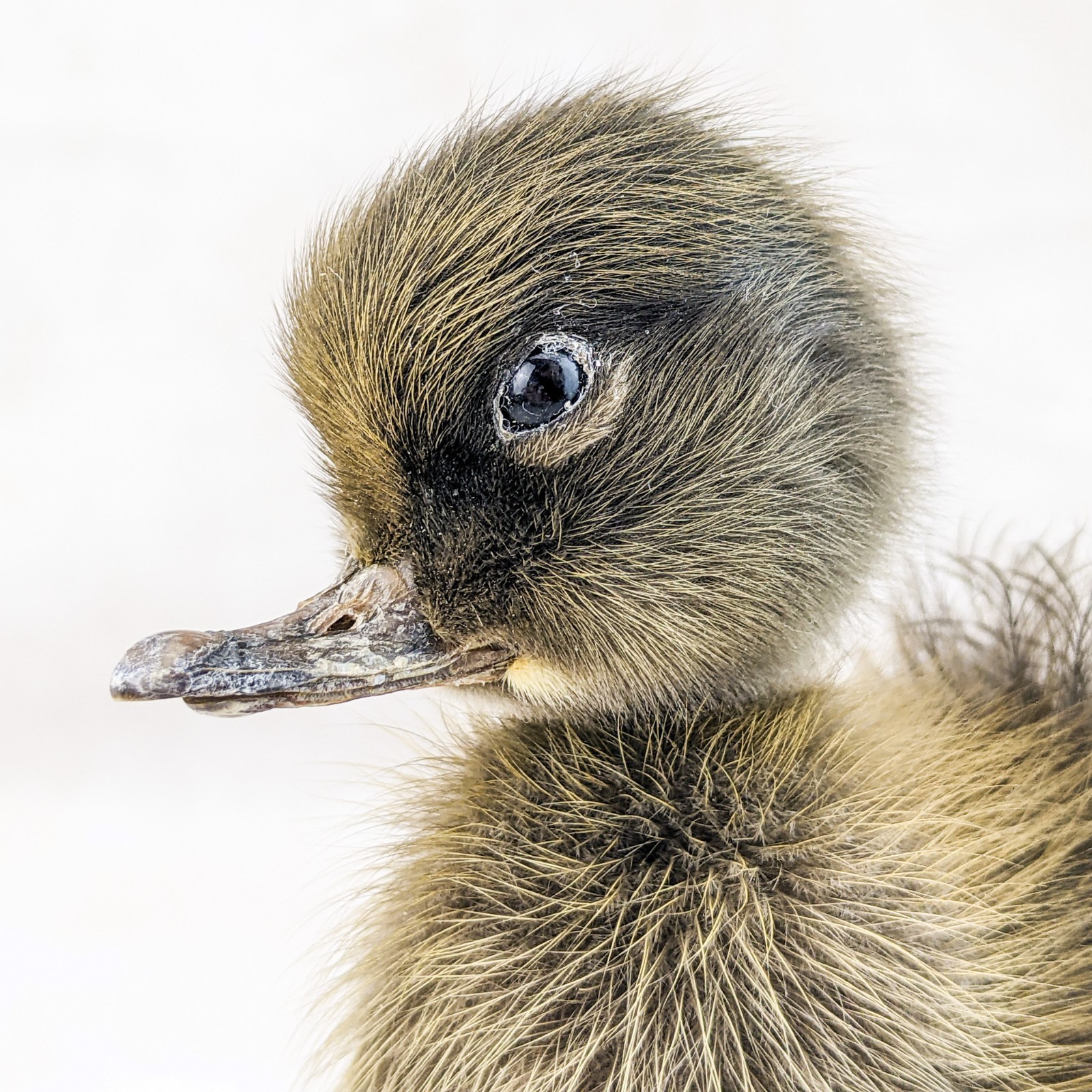 Domestic Duck Baby Duckling taxidermy species: A Platyrhynchos domesticus