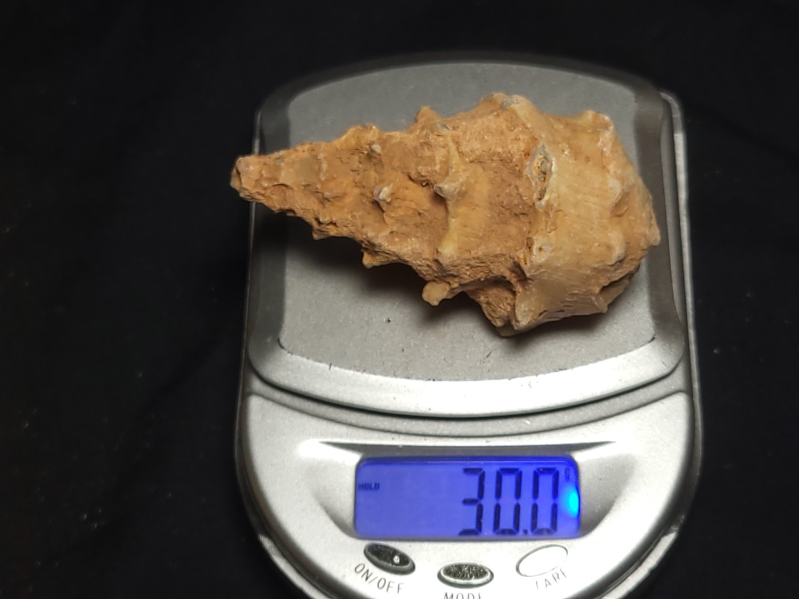 Fossil Cerithium sp. Gastropod agatized from Morocco approx. 2" (30.0 g)