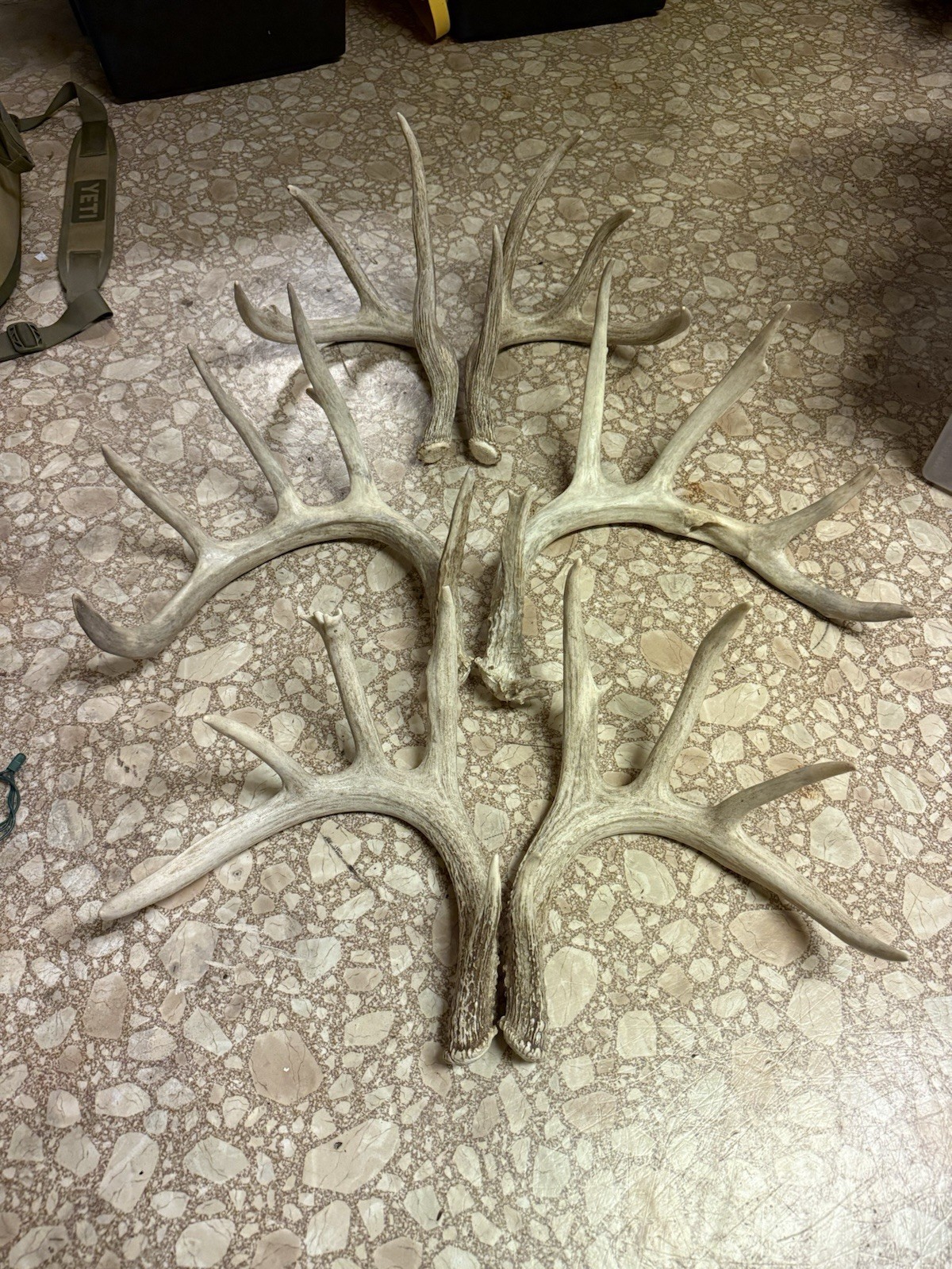 3 Whitetail Antler Shed Sets