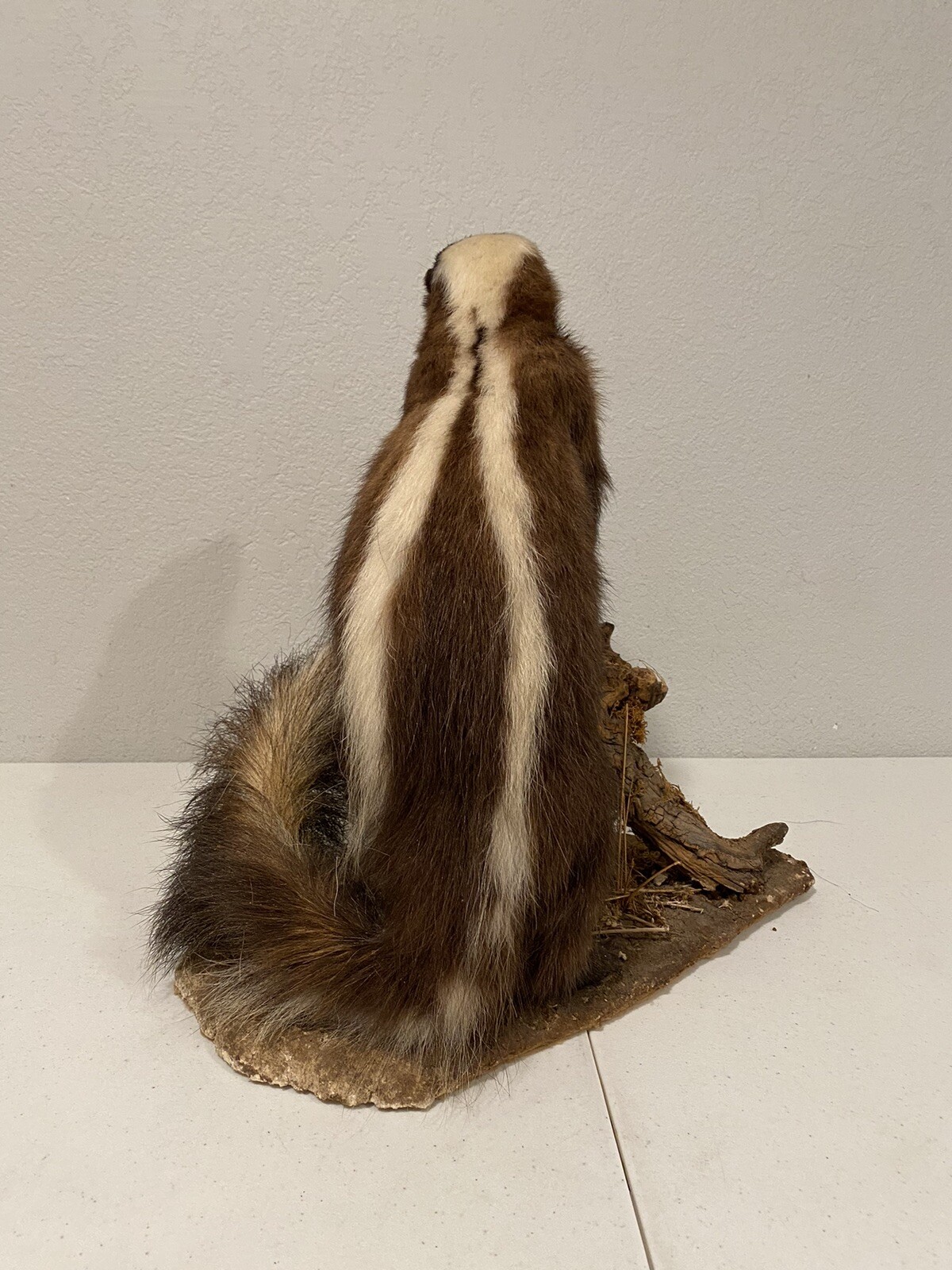 Rare Adult Brown Striped Skunk Taxidermy Mounted 16” Tall Vintage Oddity NICE
