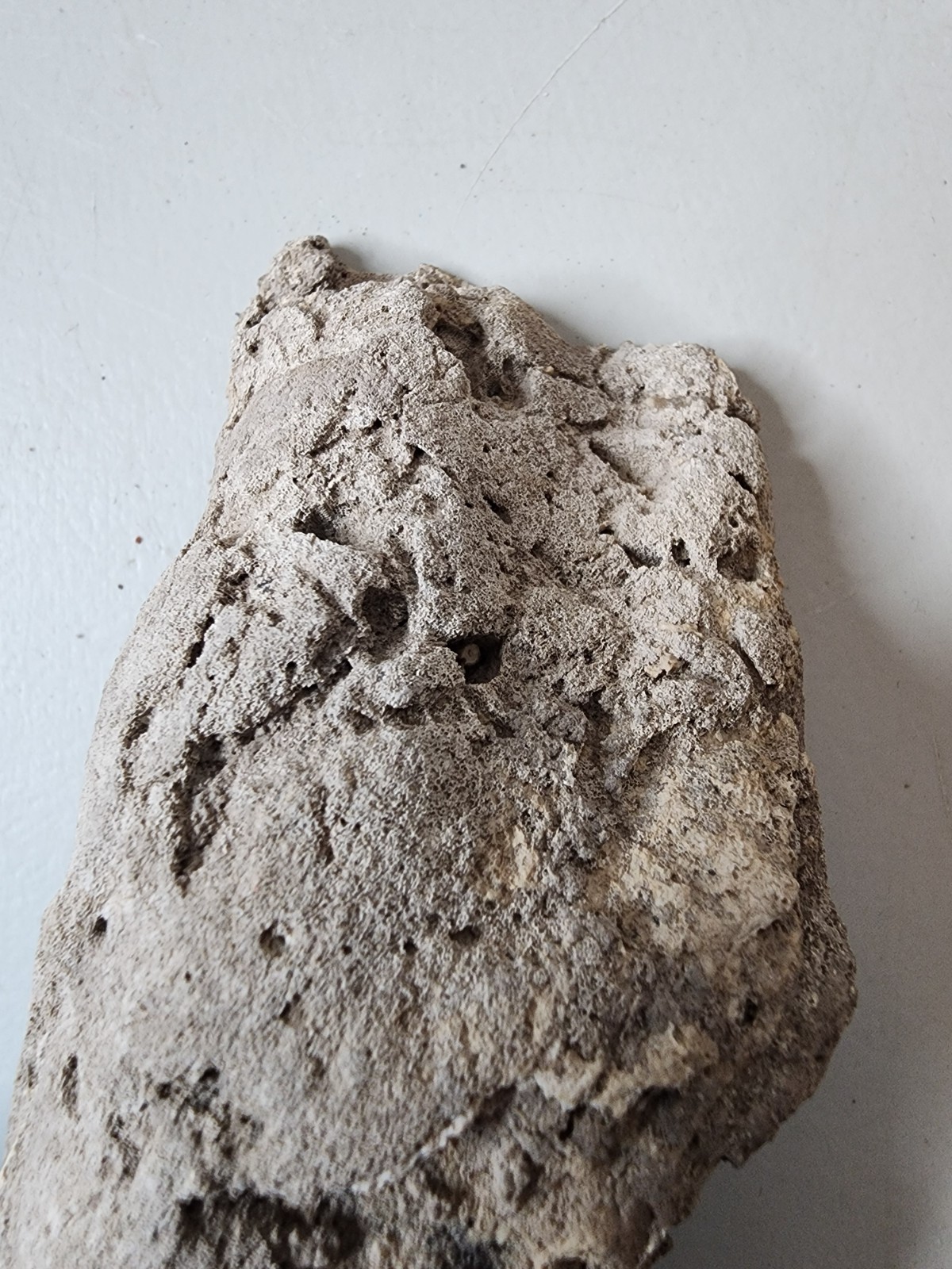 Florida Agatized Coral Fossil Chalcedony Agate Geode 4"