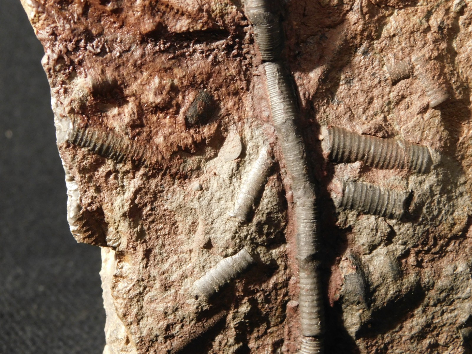 LARGER! 430 Million Year Old! CRINOID Fossil or Sea LILY Fossil Morocco 686gr