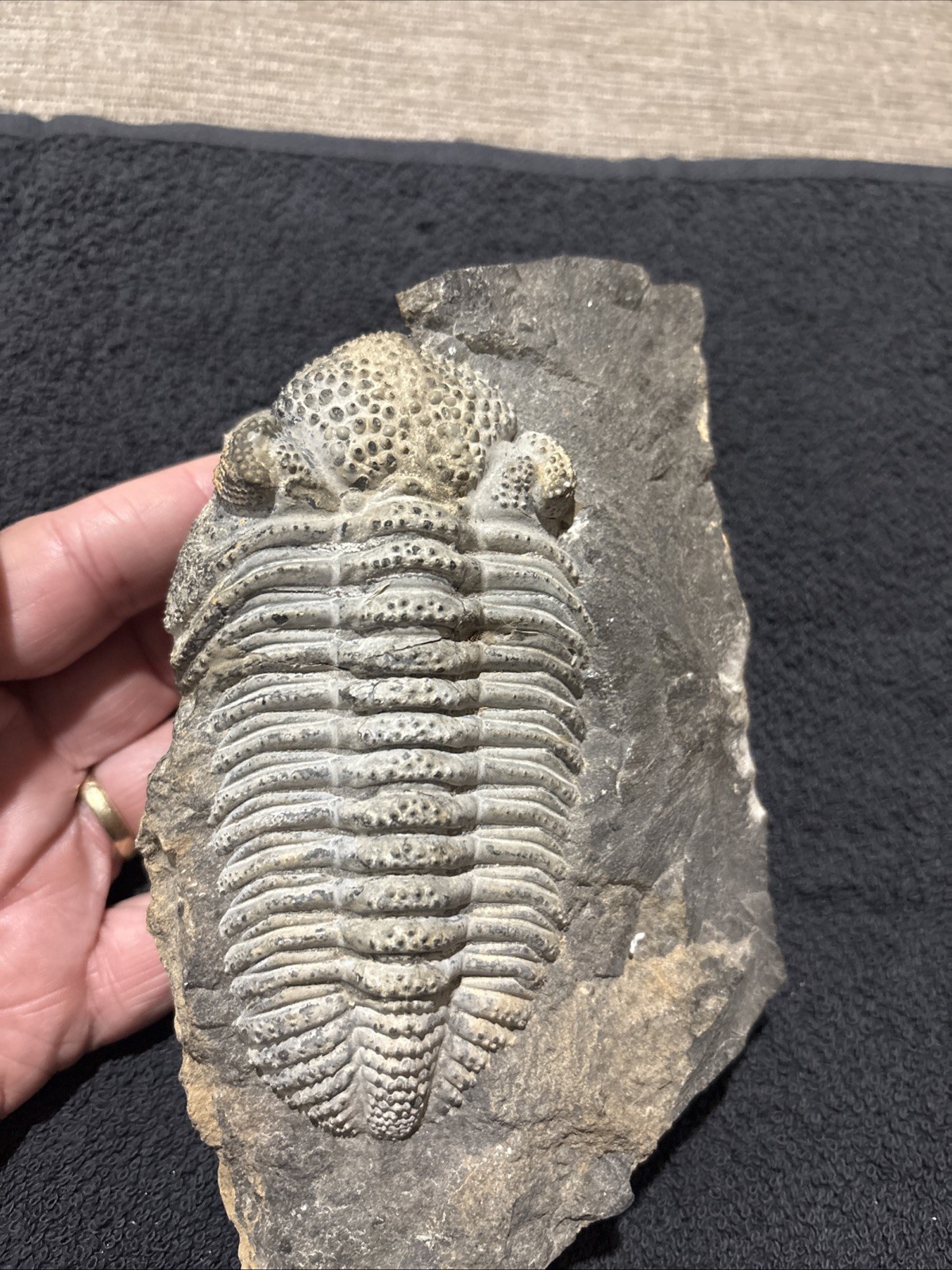 Exceptional Drotops 5 1/2 Inches, Right Side Still  Encased  Near Pristine