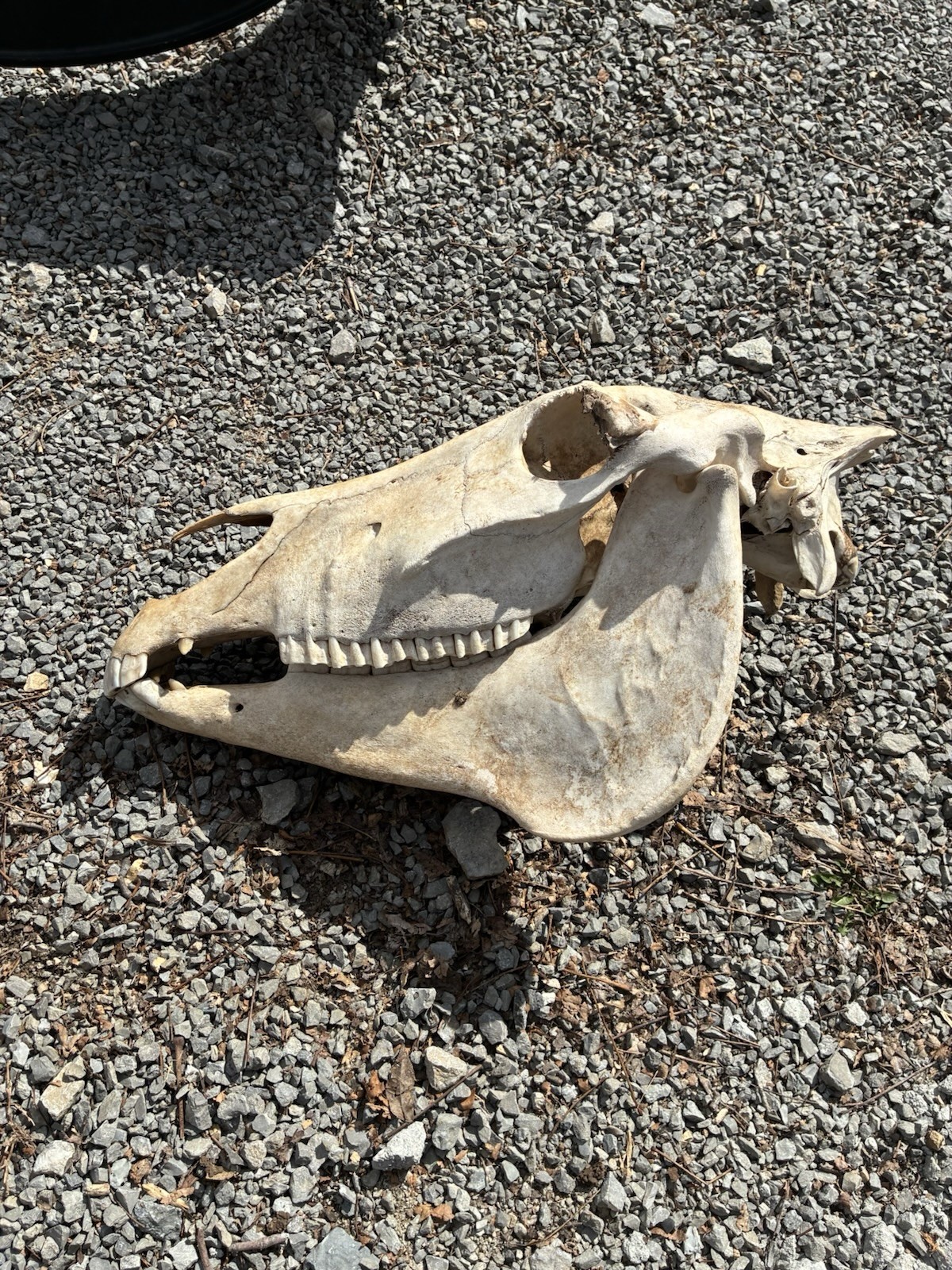 LARGE HORSE SKULL AUTHENTIC With BOTTOM JAW TEETH EQUINE TAXIDERMY Natural