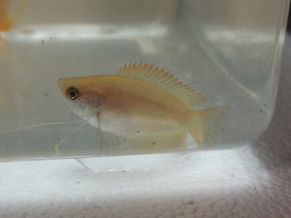 CUTE GOLD HONEY GOURAMI UNSEXED 1" (Trichogaster chuna)