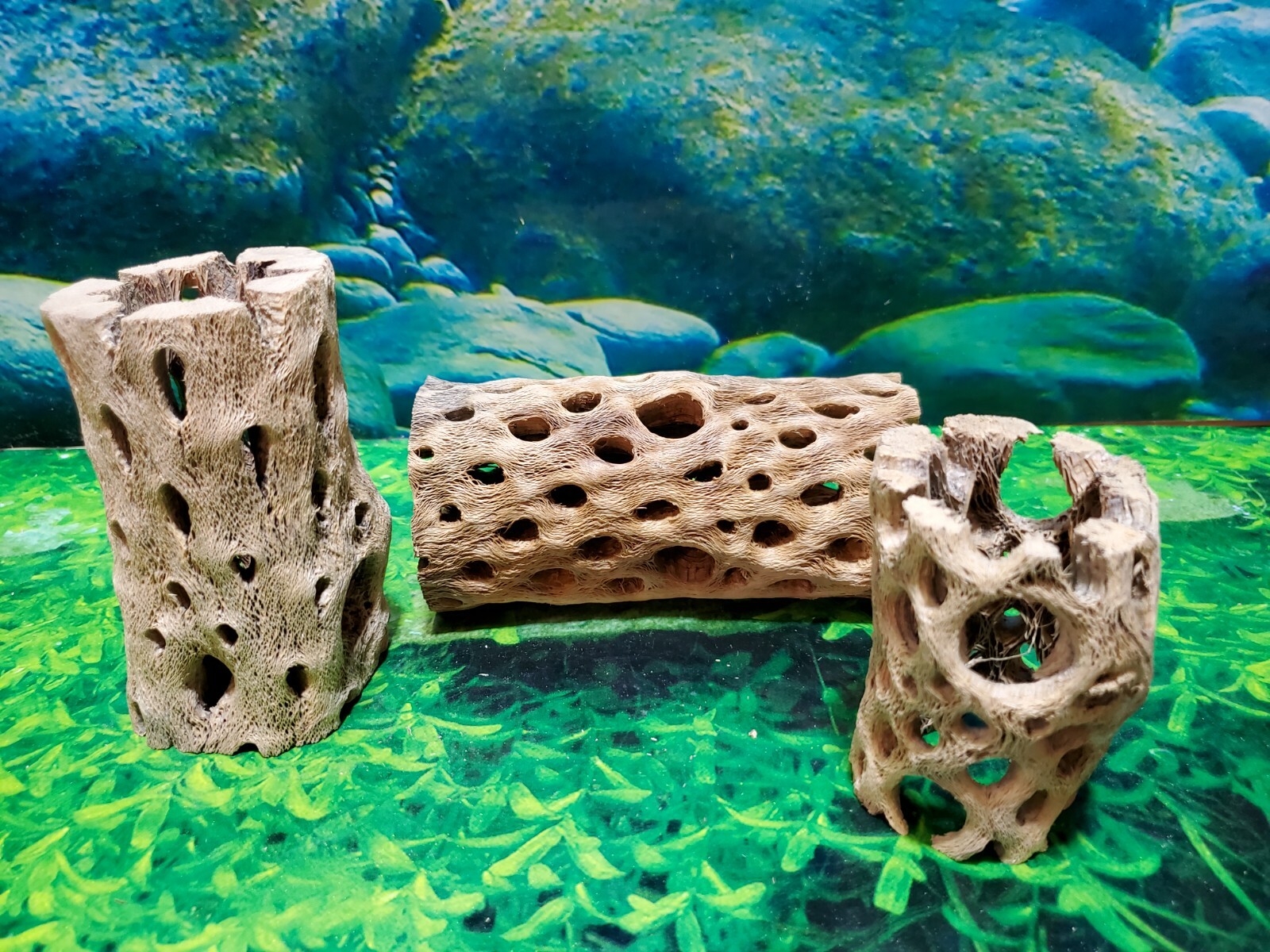 TEDDY BEAR CHOLLA Wood | 3 pcs, 3 sizes | Nice Air Plant Display Stands | Crafts