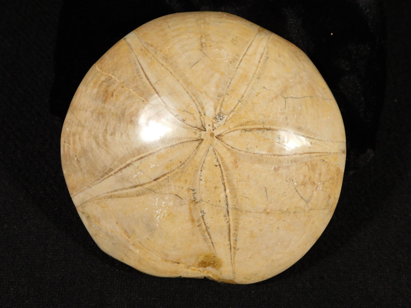 Big! Polished 150 Million Year Old! SAND DOLLAR Fossil Madagascar 219gr
