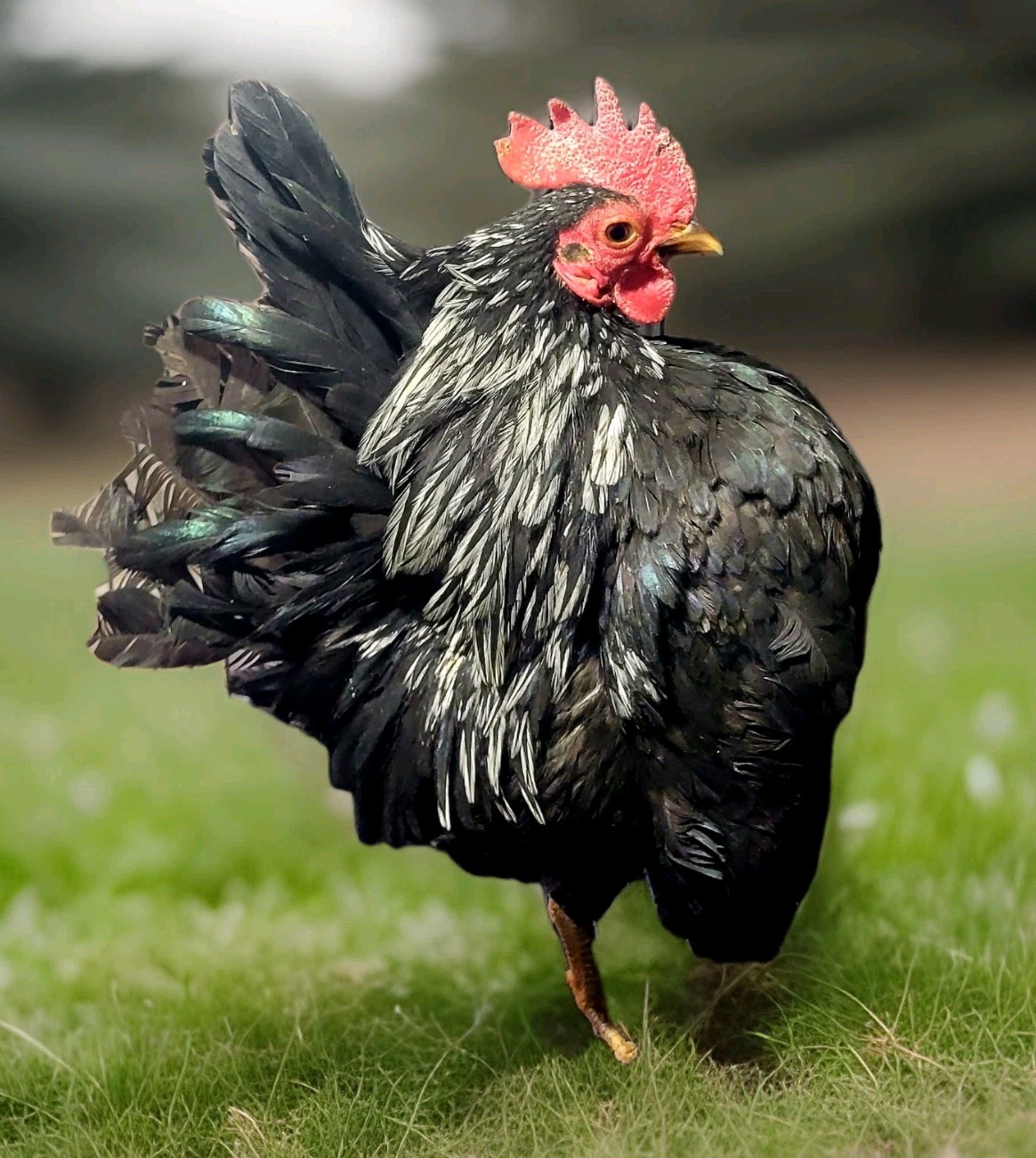 2+1 Micro & Size A & B 100% Pure Serama Hatching Eggs Malaysian And Traditional