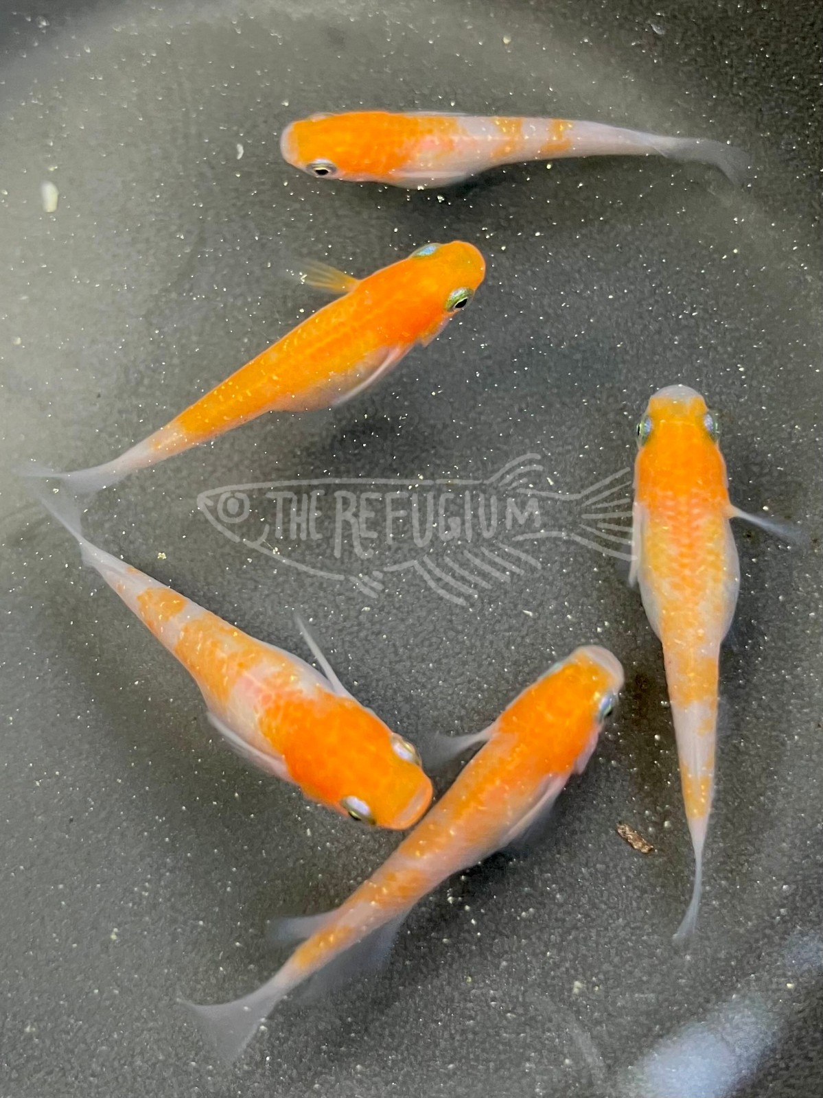 10+ fertilized hatching eggs assorted mystery medaka ricefish