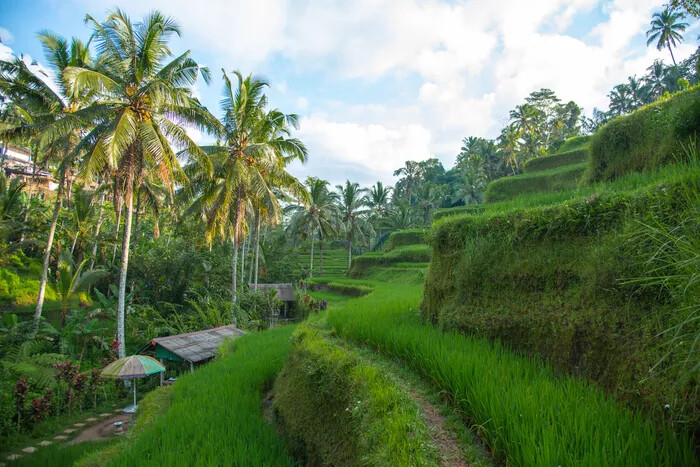 INDONESIAN RUPIAH 100,000 X 100 = 10 Million (5,000,000) IDR UNC INDONESIA