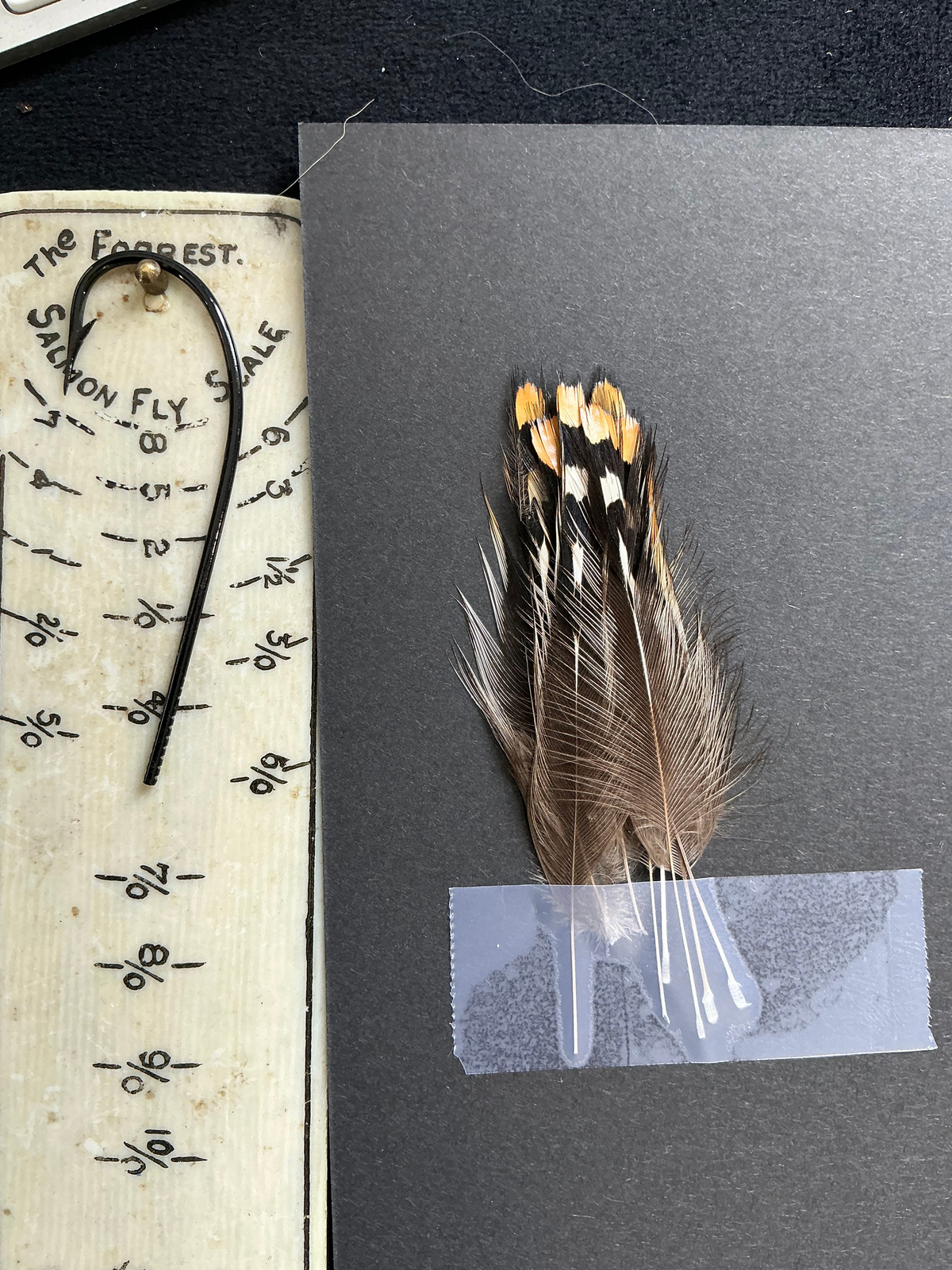 Jungle Cock Nails from Lucas Collection