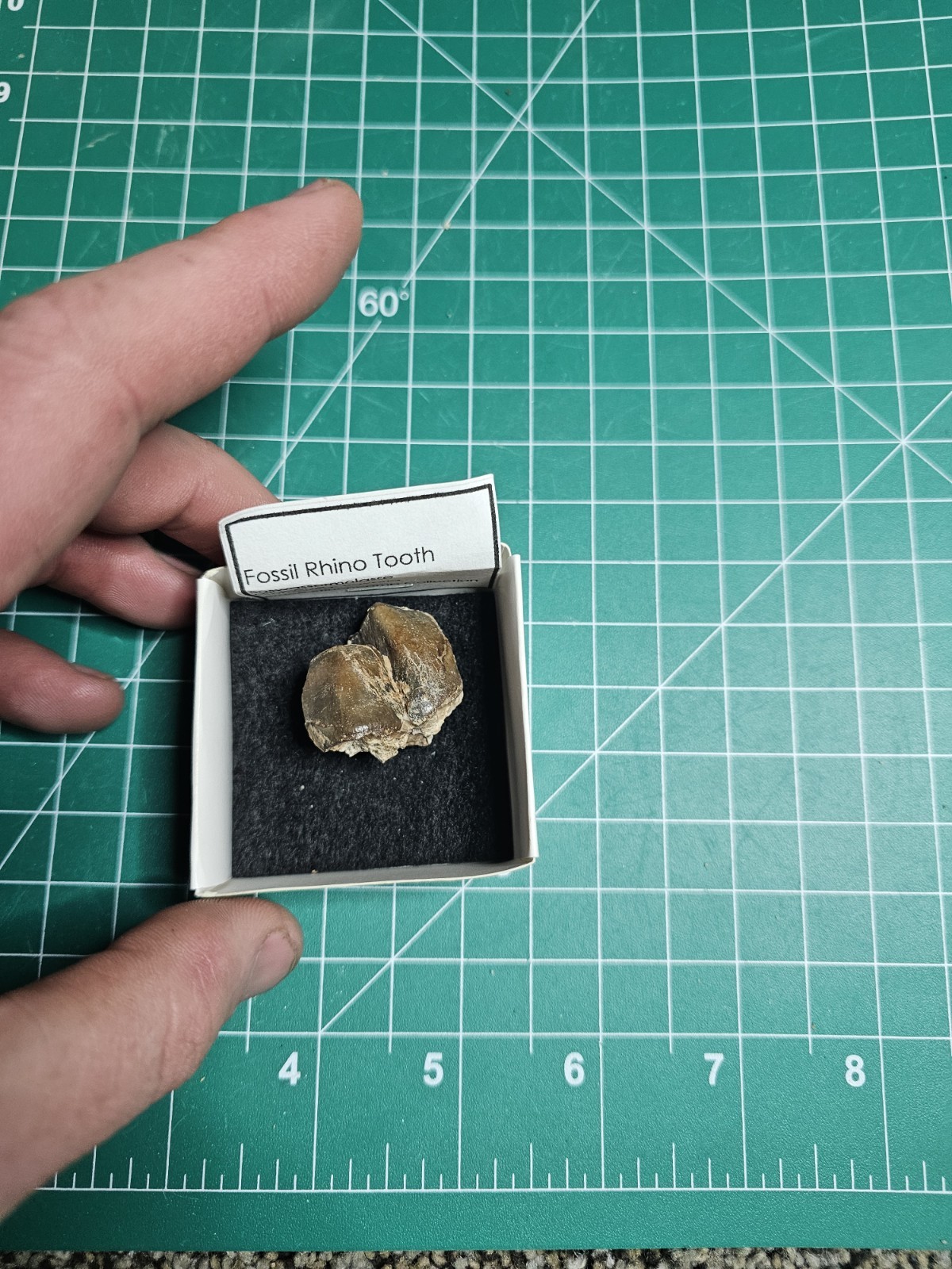 Fossil Rhino Tooth Suswassermolasse Oligocene Gunzburg Bavaria