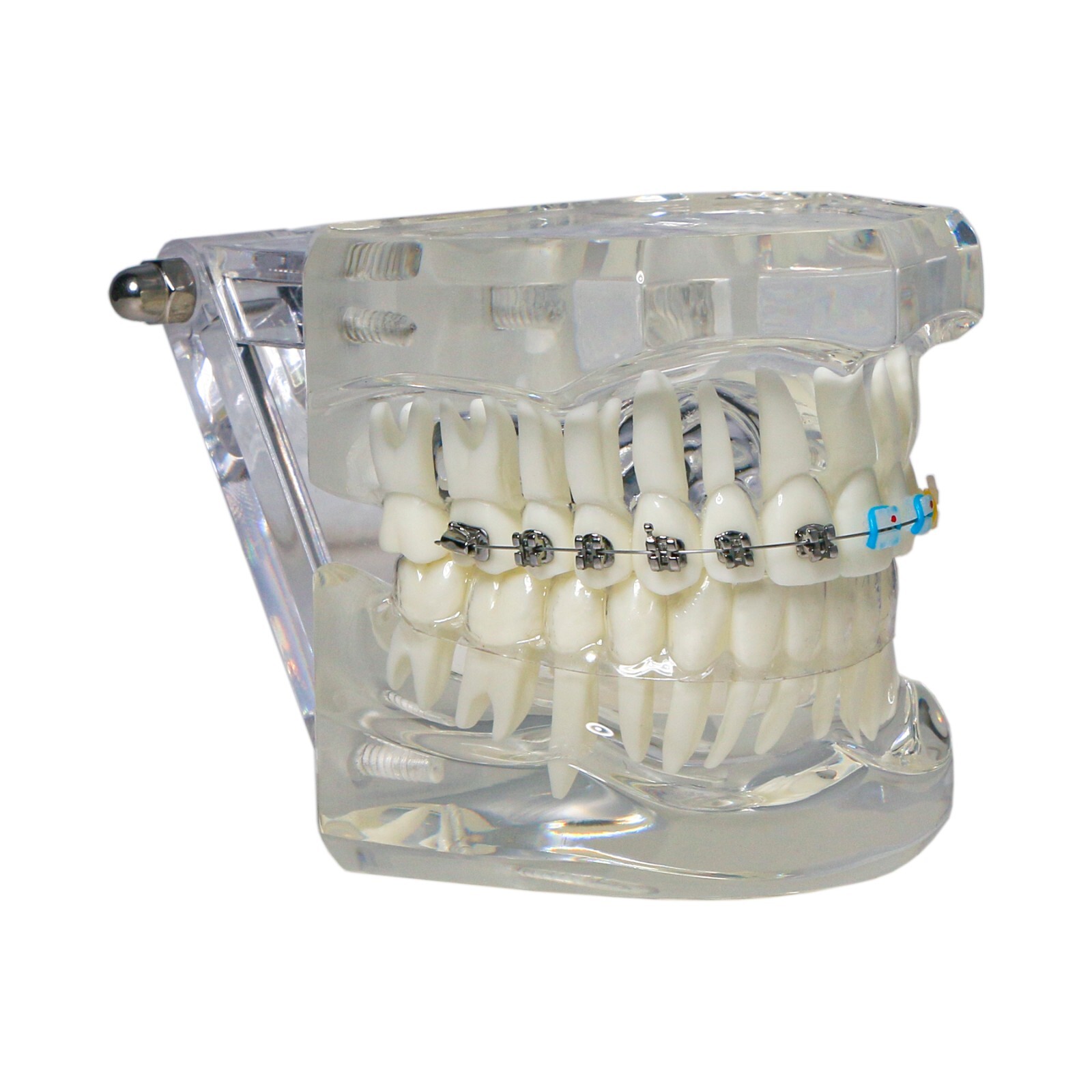 Dental Ortho Teeth Model With Metal Ceramic Brackets Lingual Braces Tube Teach