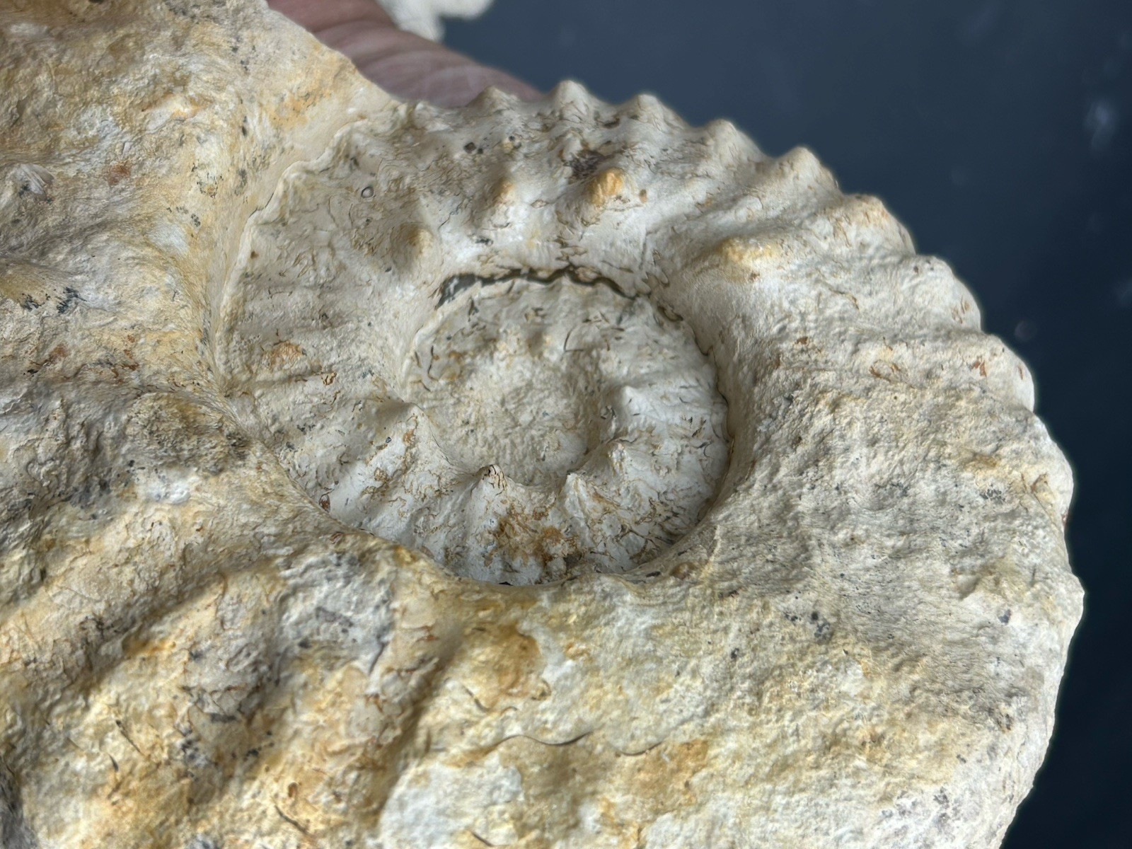 SUPERB 7.5” Cretaceous Mortoniceras Sp.Texas Fossil Ammonite!CRAZY Oyster Party!