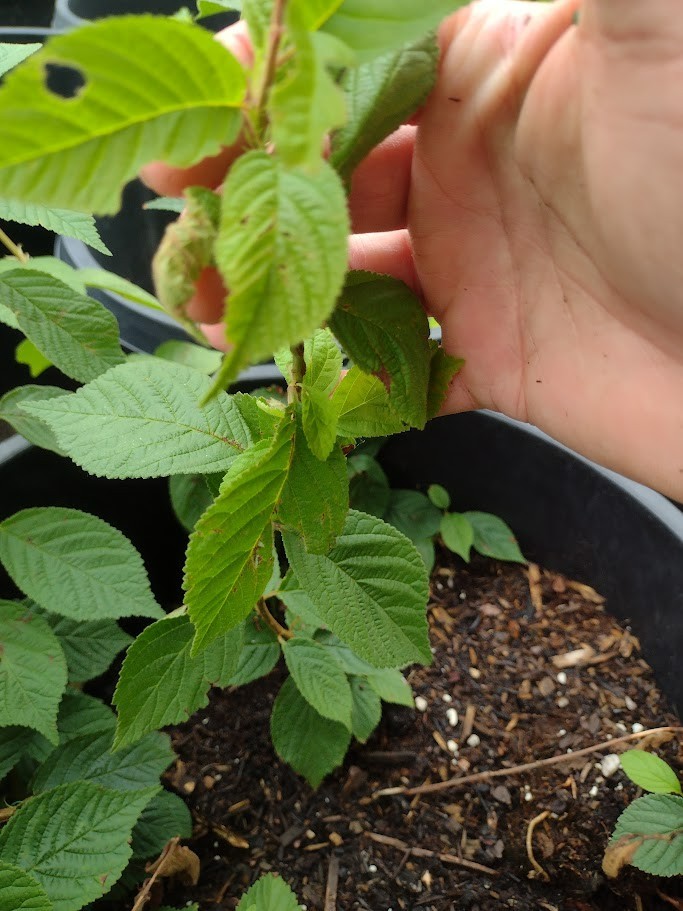 1 DORMANT Nanking Cheropugy bush cherry, rooted plant. Zones 4-8 Prunus tomentos