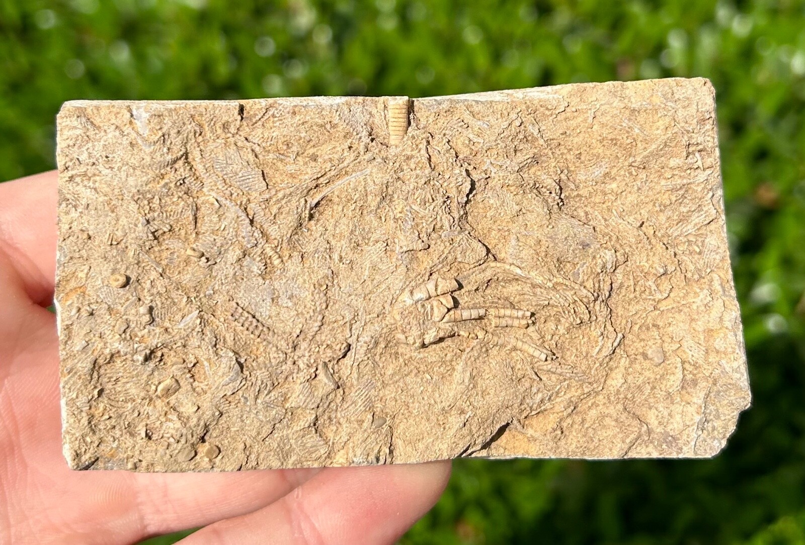 RARE Alabama Fossil Brittle Star and Crinoid in Matrix Cholaster whitei
