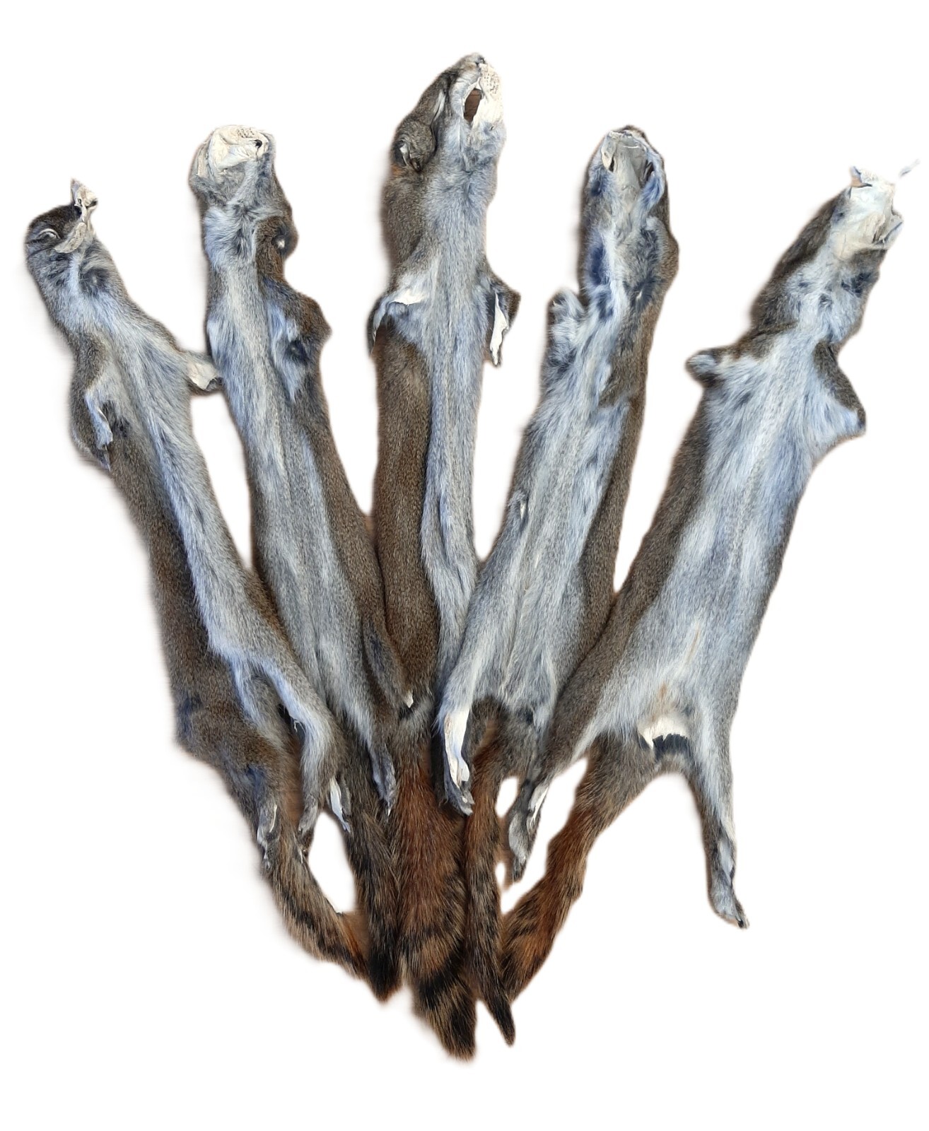 Canadian Red (Pine) Squirrel