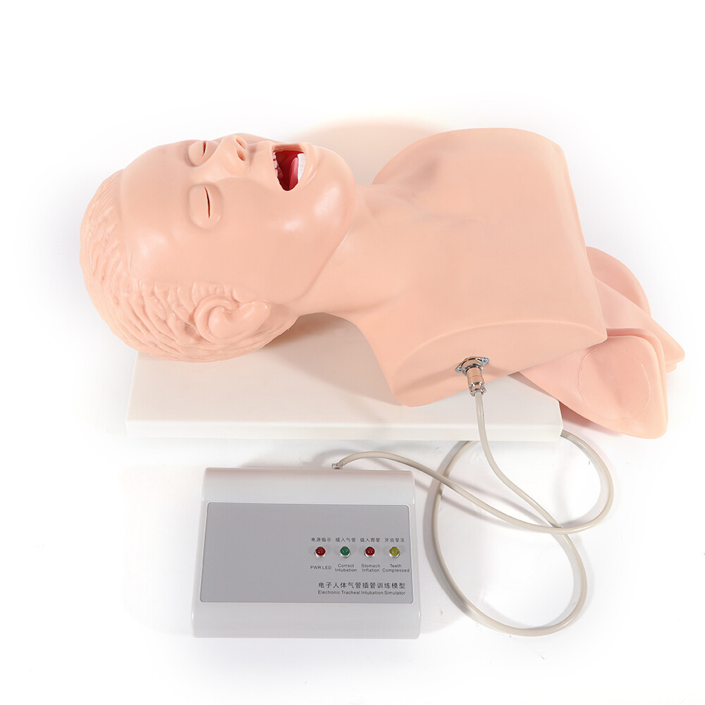 USA Adult Airway Management Trainer Lab Intubation Manikin Study Teaching Model